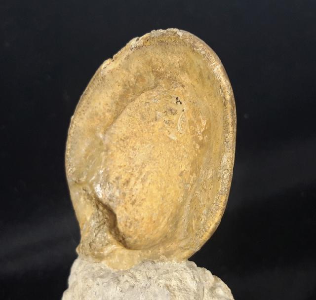Neocrassina obliqua (LAMARCK 1819) - Bild &copy; FossNet FossilienStore